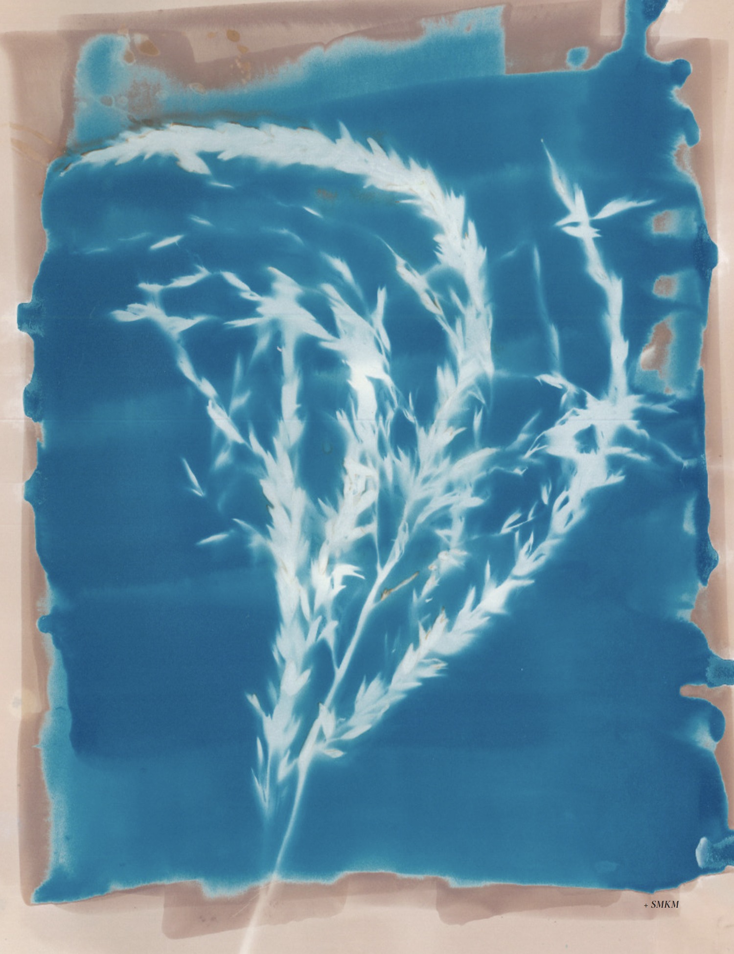 RHIZO Magazine interior cyanotype spread of pine branches
